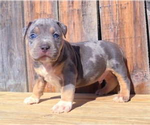 American Bully Litter for sale in HOUSTON, TX, USA