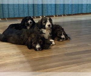 Bernedoodle Litter for sale in TAMA, IA, USA