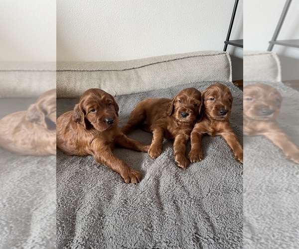 Medium Photo #1 Irish Setter Puppy For Sale in SEQUIM, WA, USA