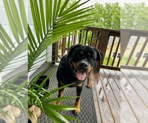 Rottweiler Litter for sale in CANONSBURG, PA, USA