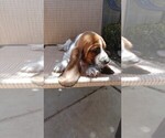 Small Photo #1 Basset Hound Puppy For Sale in PARKER, AZ, USA