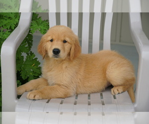 Golden Retriever Litter for sale in FREDERICKSBURG, OH, USA