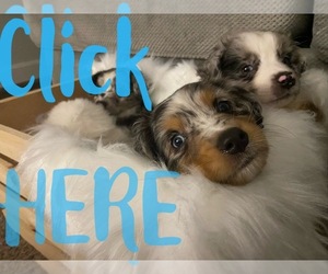 Australian Shepherd Litter for sale in CEMENTVILLE, IN, USA