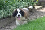 Small Photo #1 Saint Bernard Puppy For Sale in MILLERSBURG, IN, USA