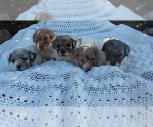 Poodle (Miniature) Litter for sale in MILLERSBURG, PA, USA