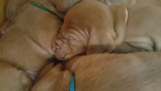 Vizsla Litter for sale in RED BLUFF, CA, USA