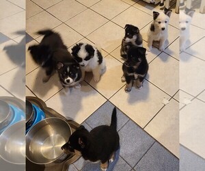Pomsky Litter for sale in E WATERTOWN, MA, USA