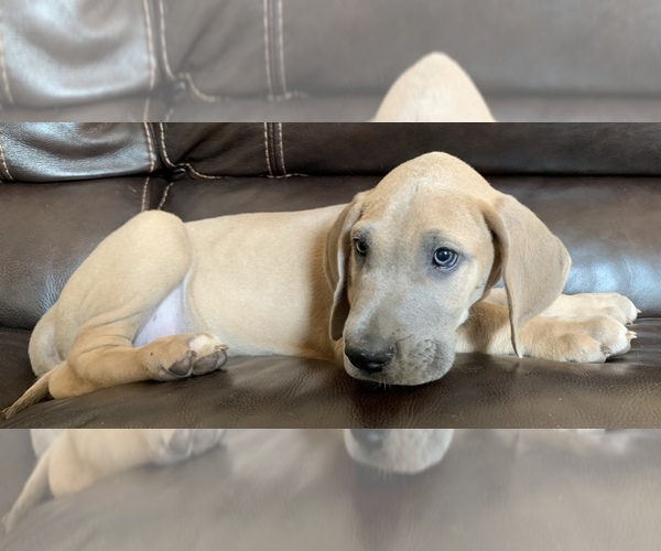 Medium Photo #1 Great Dane Puppy For Sale in CLOVER, SC, USA