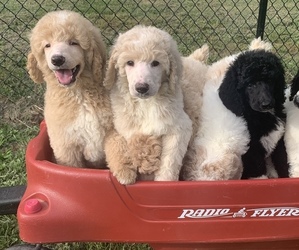 Poodle (Standard) Litter for sale in DUNN, NC, USA