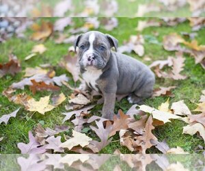 English Bulldog-Olde English Bulldogge Mix Litter for sale in WOOSTER, OH, USA