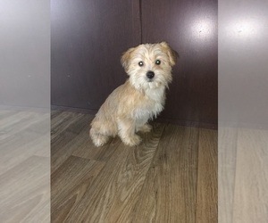 Yorkshire Terrier Litter for sale in LAPEER, MI, USA