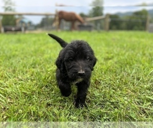 Labradoodle Litter for sale in NEOLA, WV, USA