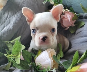 Faux Frenchbo Bulldog Litter for sale in POMEROY, OH, USA