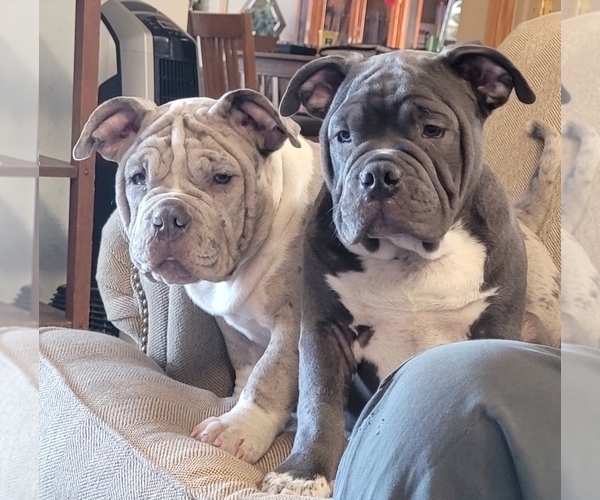 Medium Photo #1 American Bully Puppy For Sale in MARTELL, NE, USA