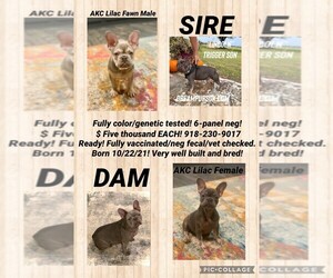 French Bulldog Litter for sale in CLAREMORE, OK, USA