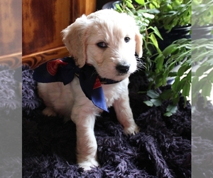 Goldendoodle Litter for sale in BANKS, OR, USA