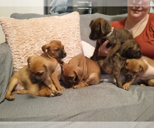 Bullmastiff-Bullypit Mix Litter for sale in BLOSSBURG, PA, USA