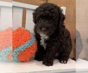Poodle (Miniature) Litter for sale in COMMERCE, GA, USA
