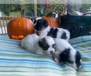 Shih Tzu-Unknown Mix Litter for sale in HASTINGS, MI, USA