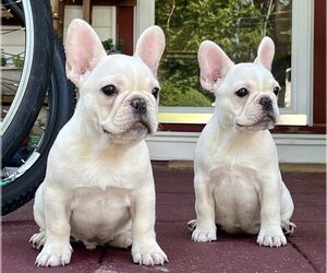French Bulldog Litter for sale in BERGENFIELD, NJ, USA