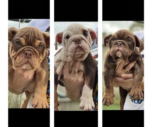 English Bulldog Litter for sale in SUGAR LAND, TX, USA