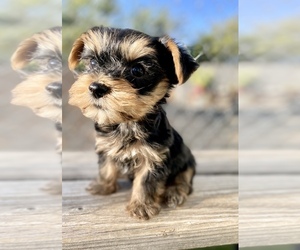 Yorkshire Terrier Litter for sale in GLENDALE, AZ, USA