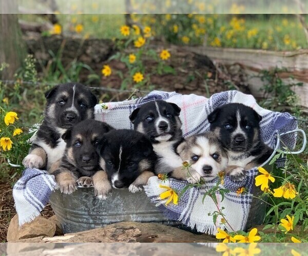 Medium Photo #1 German Shepherd Dog-Siberian Husky Mix Puppy For Sale in ALLEGRE, KY, USA