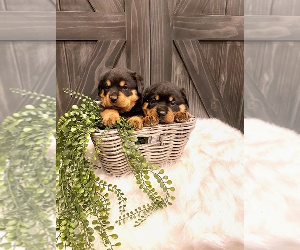 Medium Photo #1 Rottweiler Puppy For Sale in SHREVE, OH, USA