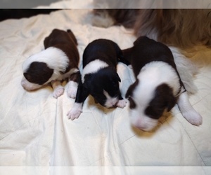 Bearded Collie Litter for sale in RACINE, WI, USA