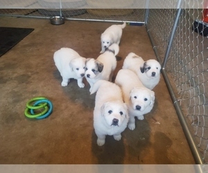 Great Pyrenees Litter for sale in TIOGA, TX, USA