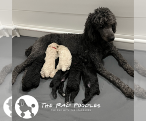 Poodle (Standard) Litter for sale in WOODBINE, IA, USA