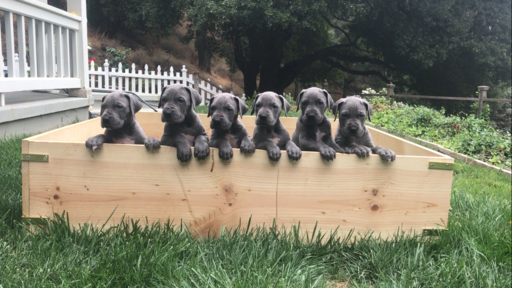Medium Photo #1 Great Dane Puppy For Sale in LIVERMORE, CA, USA
