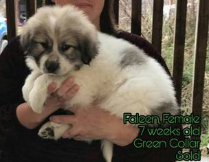 Great Pyrenees Litter for sale in CROCKER, MO, USA