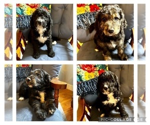 Medium Bernedoodle-Labradoodle Mix