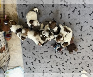 Shih Tzu Litter for sale in LIBERTY TWP, OH, USA