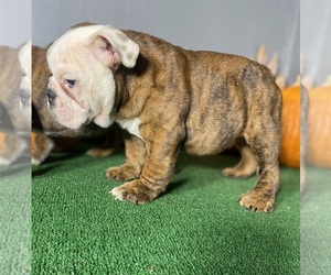 Bulldog Litter for sale in YOUNGSTOWN, OH, USA