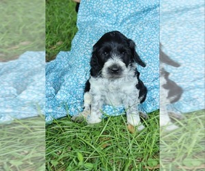Springerdoodle Litter for sale in FOXWORTH, MS, USA