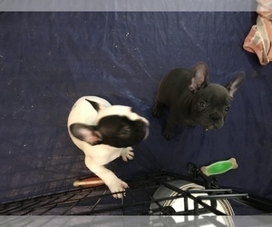French Bulldog Litter for sale in AVON PARK, FL, USA