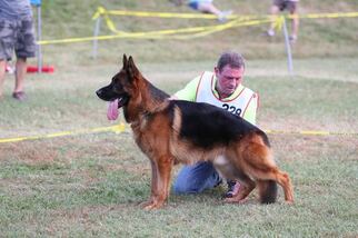 German Shepherd Dog Litter for sale in CARTERSVILLE, GA, USA
