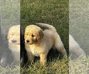 Goldendoodle Litter for sale in GROVETON, TX, USA