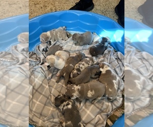 French Bulldog Litter for sale in LAS CRUCES, NM, USA