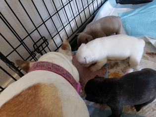 French Bulldog Litter for sale in MOXEE, WA, USA