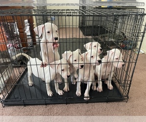 Dogo Argentino Litter for sale in PALMDALE, CA, USA