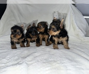 Yorkshire Terrier Litter for sale in BAKERSFIELD, CA, USA