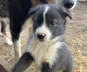 Alaskan Husky-Timber Wolf Mix Litter for sale in PORTLAND, OR, USA