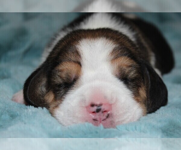 Medium Photo #1 Beagle Puppy For Sale in MORRILL, KS, USA