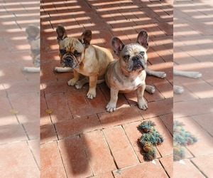 French Bulldog Litter for sale in TRACY, CA, USA