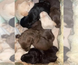 Labradoodle Litter for sale in BURGAW, NC, USA