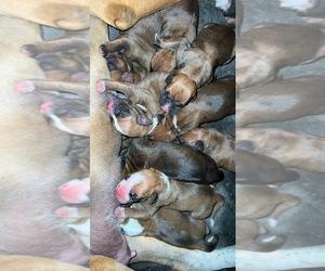 Boxer Litter for sale in PUEBLO, CO, USA