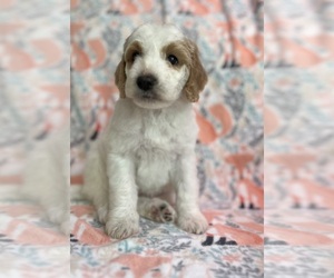 Goldendoodle Litter for sale in CONCORD, MI, USA